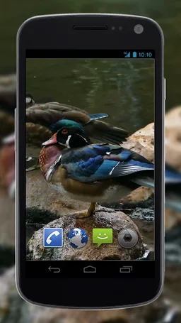 4K Colorful Ducks Video Live Wallpaper screenshot 2