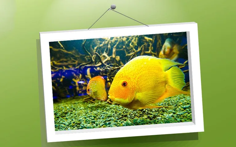 Animals Puzzle: Fishes screenshot 5