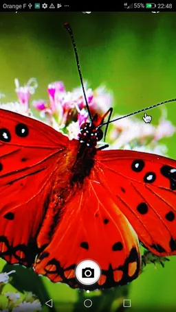 Insect Identifier screenshot 1